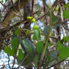 Eucalyptus polyanthemos subsp. polyanthemos at Greenway, ACT - 19 Nov 2016 12:00 AM