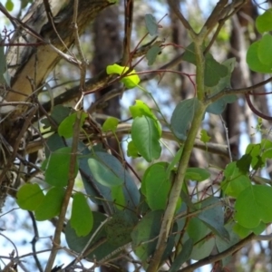 Eucalyptus polyanthemos subsp. polyanthemos at Greenway, ACT - 19 Nov 2016