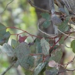 Eucalyptus polyanthemos subsp. polyanthemos at Greenway, ACT - 19 Nov 2016 12:00 AM