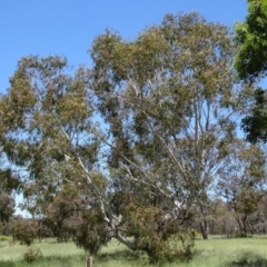 Eucalyptus mannifera at Greenway, ACT - 19 Nov 2016 by SteveC