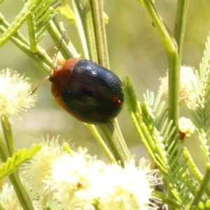 Dicranosterna immaculata at Bruce, ACT - 23 Dec 2016