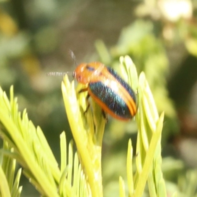 Calomela curtisi (Acacia leaf beetle) at Black Mountain - 23 Dec 2016 by ibaird