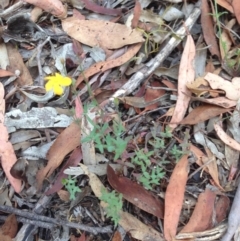 Hypericum gramineum (Small St Johns Wort) at Burra, NSW - 28 Dec 2016 by Safarigirl