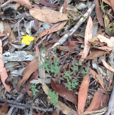 Hypericum gramineum (Small St Johns Wort) at Burra, NSW - 27 Dec 2016 by Safarigirl