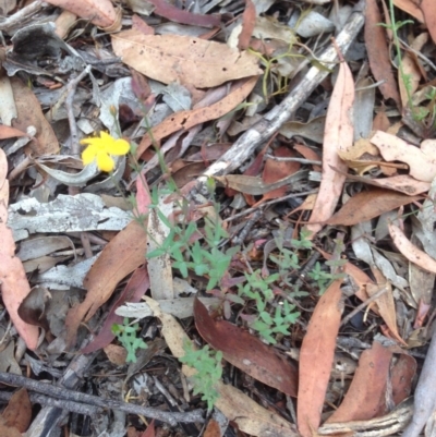Hypericum gramineum (Small St Johns Wort) at Burra, NSW - 28 Dec 2016 by Safarigirl