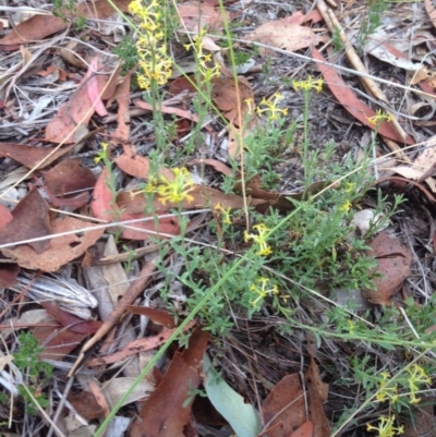 Pimelea curviflora var. sericea (Curved Riceflower) at QPRC LGA - 27 Dec 2016 by Safarigirl