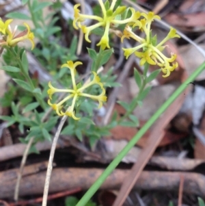 Pimelea curviflora var. sericea at Burra, NSW - 28 Dec 2016