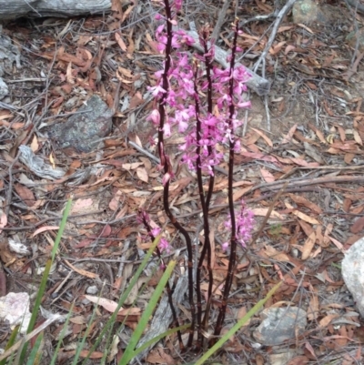 Dipodium roseum (Rosy Hyacinth Orchid) at Burra, NSW - 27 Dec 2016 by Safarigirl
