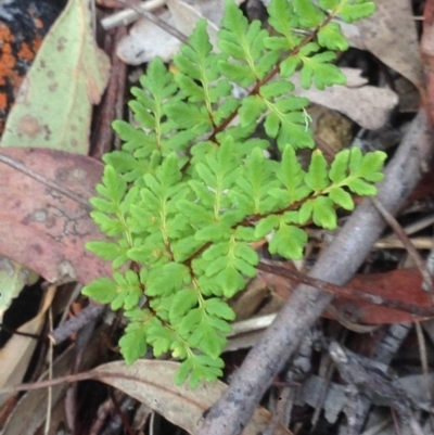 Cheilanthes austrotenuifolia (Rock Fern) at QPRC LGA - 27 Dec 2016 by Safarigirl