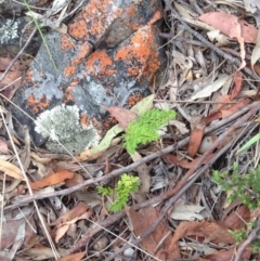 Cheilanthes austrotenuifolia at Burra, NSW - 28 Dec 2016