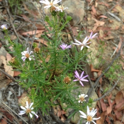 Olearia tenuifolia (Narrow-leaved Daisybush) at Burra, NSW - 28 Dec 2016 by Safarigirl