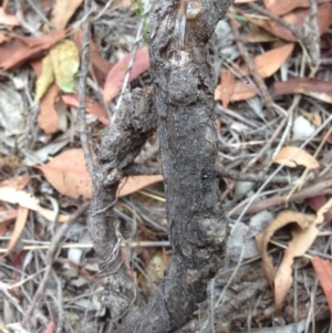 Olearia tenuifolia at Burra, NSW - 28 Dec 2016