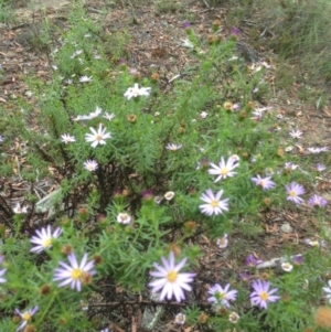 Olearia tenuifolia at Burra, NSW - 28 Dec 2016