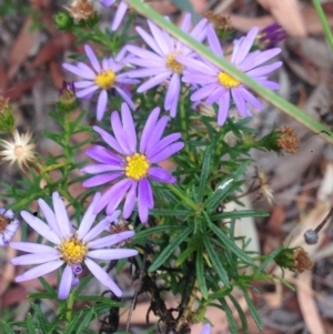 Olearia tenuifolia at Burra, NSW - 28 Dec 2016 04:32 AM