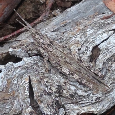 Coryphistes ruricola (Bark-mimicking Grasshopper) at Burra, NSW - 28 Dec 2016 by Safarigirl