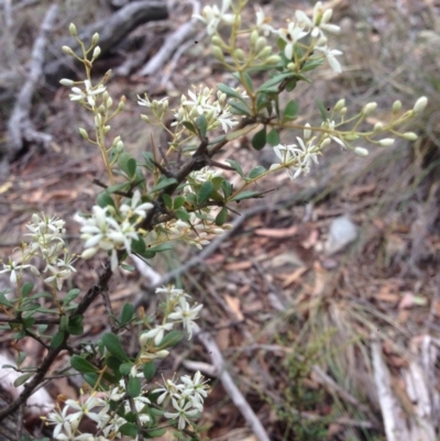 Bursaria spinosa (Native Blackthorn, Sweet Bursaria) at Burra, NSW - 27 Dec 2016 by Safarigirl