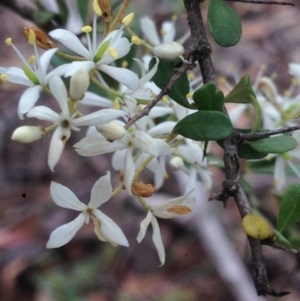 Bursaria spinosa at Burra, NSW - 28 Dec 2016 04:34 AM