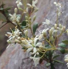 Bursaria spinosa at Burra, NSW - 28 Dec 2016 04:34 AM