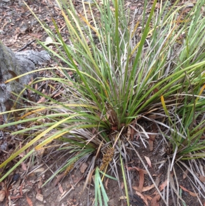 Lomandra longifolia (Spiny-headed Mat-rush, Honey Reed) at Burra, NSW - 28 Dec 2016 by Safarigirl