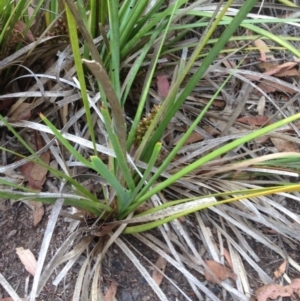 Lomandra longifolia at Burra, NSW - 28 Dec 2016 04:37 AM