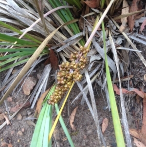 Lomandra longifolia at Burra, NSW - 28 Dec 2016 04:37 AM