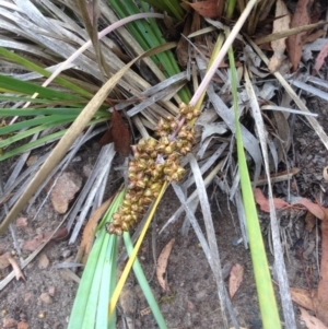 Lomandra longifolia at Burra, NSW - 28 Dec 2016