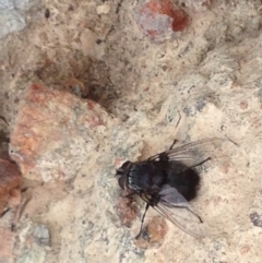 Rutilia (Donovanius) sp. (genus & subgenus) (A Bristle Fly) at Burra, NSW - 28 Dec 2016 by Safarigirl