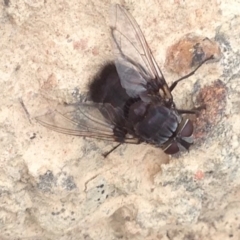 Rutilia (Donovanius) sp. (genus & subgenus) at Burra, NSW - 28 Dec 2016