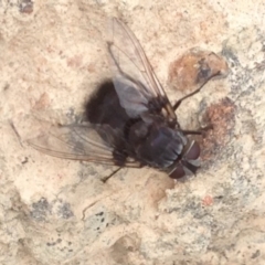 Rutilia (Donovanius) sp. (genus & subgenus) at Burra, NSW - 28 Dec 2016