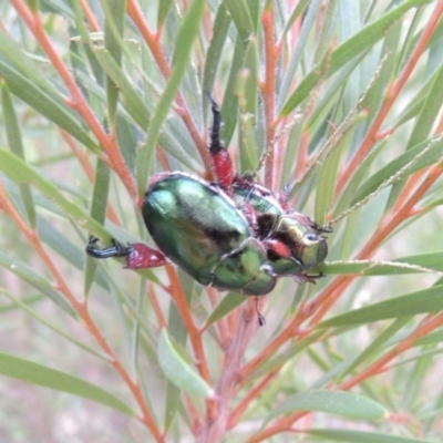 Repsimus manicatus montanus (Green nail beetle) at Gigerline Nature Reserve - 27 Dec 2016 by michaelb