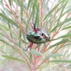 Repsimus manicatus montanus at Tennent, ACT - 27 Dec 2016