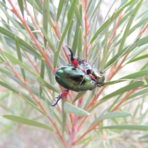 Repsimus manicatus montanus at Tennent, ACT - 27 Dec 2016