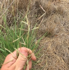 Hyparrhenia hirta (Coolatai Grass) at Bredbo, NSW - 28 Dec 2016 by jackfrench