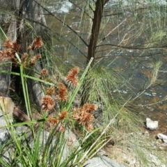 Cyperus lucidus (Leafy Flat Sedge) at Uriarra Village, ACT - 3 Dec 2016 by Mike