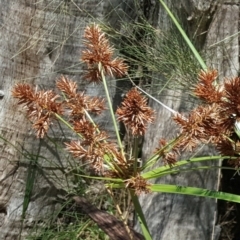 Cyperus lucidus at Uriarra Village, ACT - 3 Dec 2016