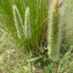 Polypogon monspeliensis (Annual Beard Grass) at Molonglo Valley, ACT - 22 Dec 2016 by galah681