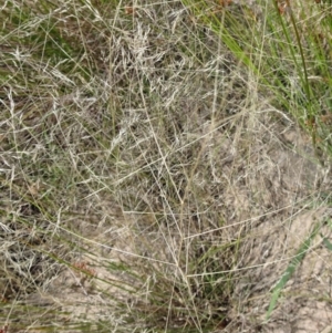 Lachnagrostis filiformis at Molonglo Valley, ACT - 22 Dec 2016 11:37 AM