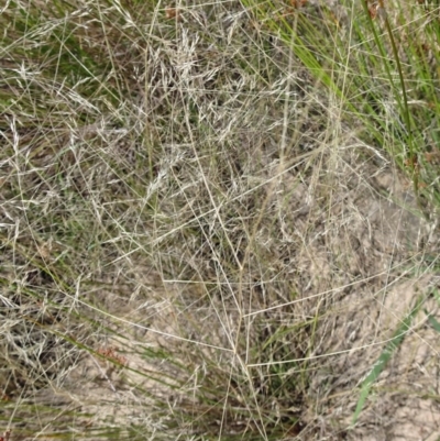 Lachnagrostis filiformis (Blown Grass) at Molonglo Valley, ACT - 22 Dec 2016 by galah681