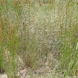 Lachnagrostis filiformis at Molonglo Valley, ACT - 22 Dec 2016 11:37 AM