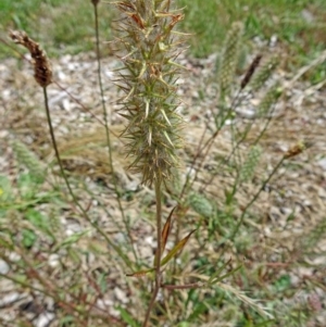 Trifolium angustifolium at Molonglo Valley, ACT - 22 Dec 2016