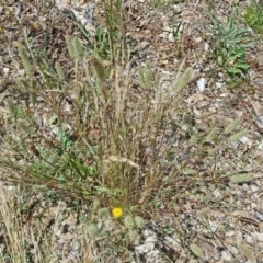 Trifolium angustifolium at Molonglo Valley, ACT - 22 Dec 2016