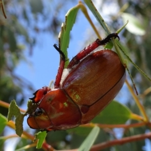 Anoplognathus montanus at Molonglo Valley, ACT - 22 Dec 2016 11:41 AM