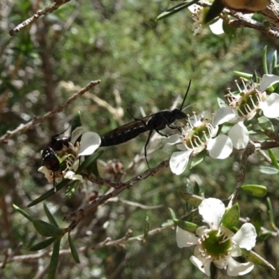 Tiphiidae (family) (Unidentified Smooth flower wasp) at Molonglo Valley, ACT - 22 Dec 2016 by galah681