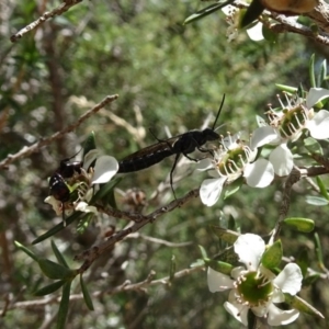 Tiphiidae sp. (family) at Molonglo Valley, ACT - 22 Dec 2016