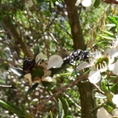 Tiphiidae (family) at Molonglo Valley, ACT - 22 Dec 2016 11:42 AM