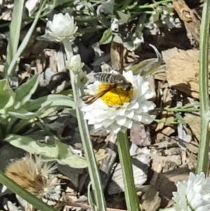 Bombyliidae (family) at Molonglo Valley, ACT - 22 Dec 2016 11:47 AM