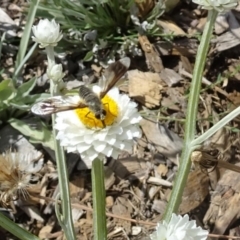 Bombyliidae (family) at Molonglo Valley, ACT - 22 Dec 2016