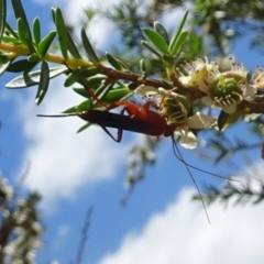 Lissopimpla excelsa (Orchid dupe wasp, Dusky-winged Ichneumonid) at Sth Tablelands Ecosystem Park - 22 Dec 2016 by galah681