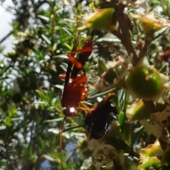 Lissopimpla excelsa at Molonglo Valley, ACT - 22 Dec 2016