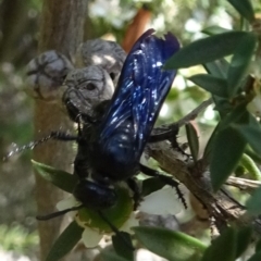 Austroscolia soror (Blue Flower Wasp) at Molonglo Valley, ACT - 22 Dec 2016 by galah681